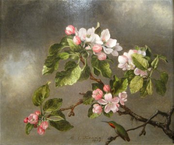 Heade Martin Johnson Hummingbird And Apple Blossoms. Free illustration for personal and commercial use.