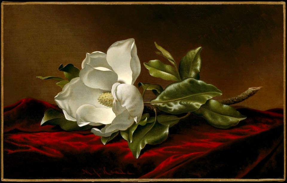 MJ Heade Magnolia Grandiflora 1885-1895