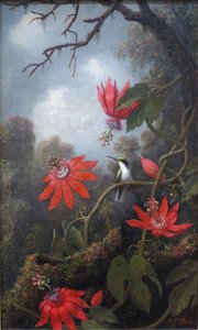 Heade Martin Johnson Hummingbird And Passionflowers. Free illustration for personal and commercial use.