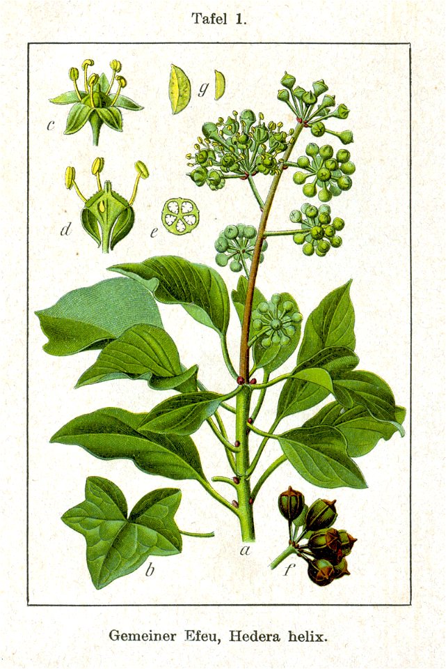 Hedera helix Sturm12001