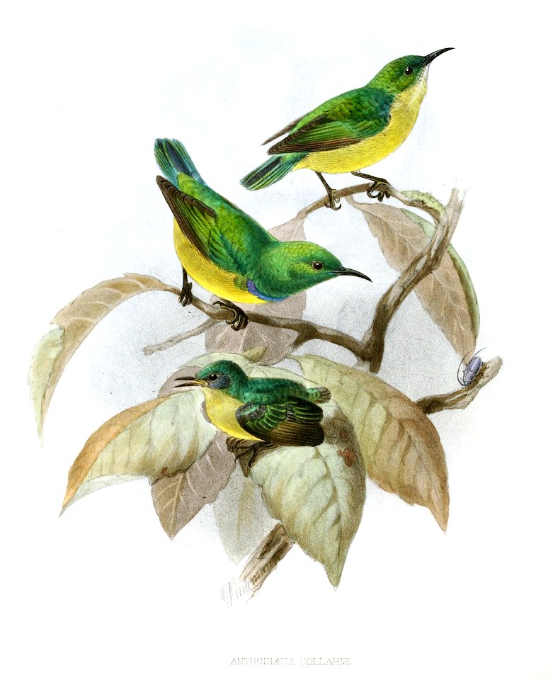 Hedydipna collaris Keulemans