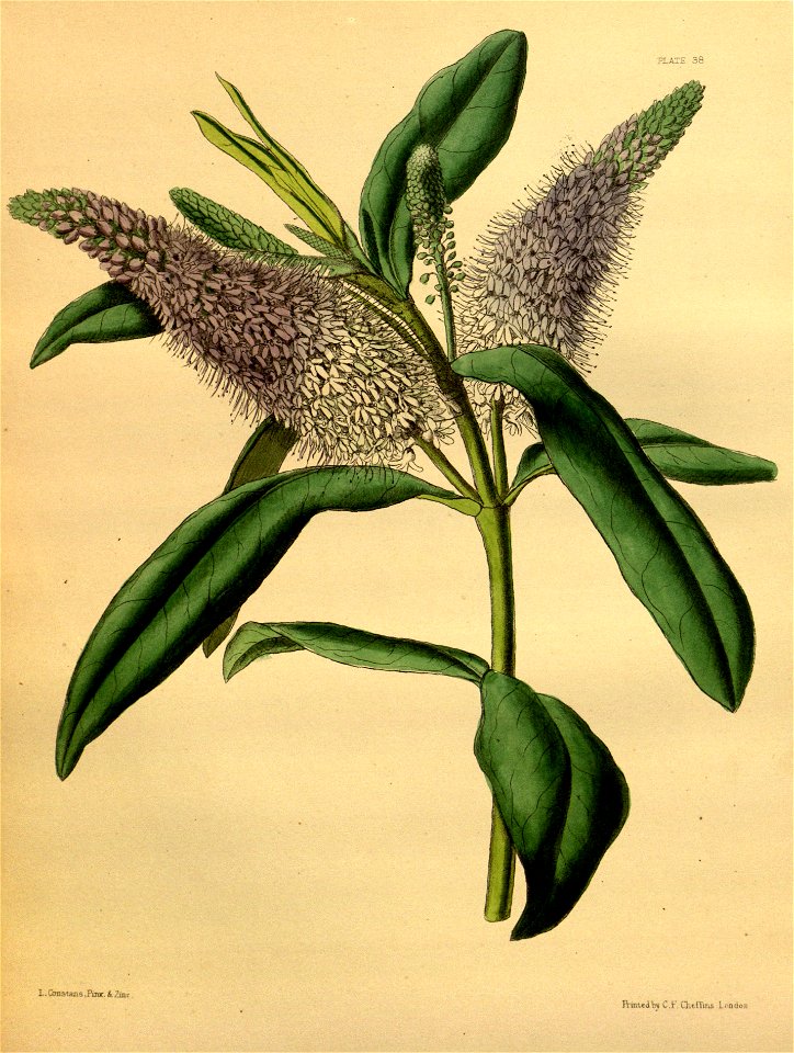 Hebe × andersonii Paxton 038