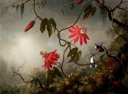 MJ Heade Passion Flowers and Hummingbirds. Free illustration for personal and commercial use.