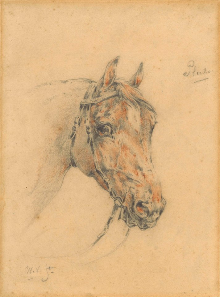 Head of Pluto the Horse by Wouter Verschuur (jr.) Rijksmuseum Amsterdam RP-T-1971-61