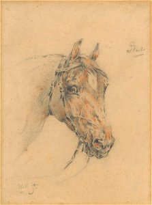 Head of Pluto the Horse by Wouter Verschuur (jr.) Rijksmuseum Amsterdam RP-T-1971-61