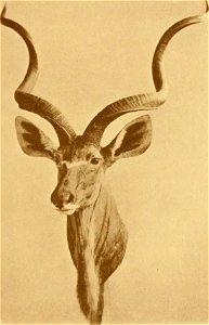 Head of Kudu