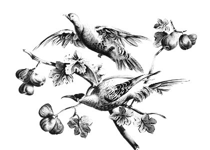 Heilmann Vögel am Feigenbaum