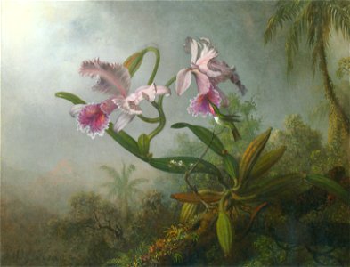 Heade orchid-hummingbird. Free illustration for personal and commercial use.