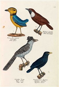 Heinrich Rudolf Schinz Vögel 2 5
