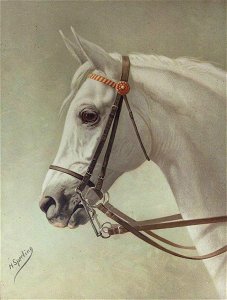 Heinrich Sperling (1844-1924) - Head of a White Horse - 354088 - National Trust. Free illustration for personal and commercial use.