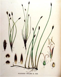 Heleocharis uniglumis — Flora Batava — Volume v16