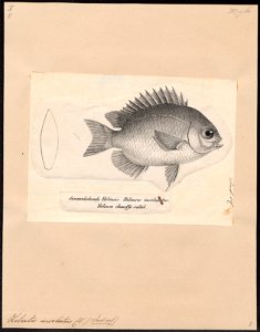 Heliastes insolatus - 1809-1845 - Print - Iconographia Zoologica - Special Collections University of Amsterdam - UBA01 IZ13900317