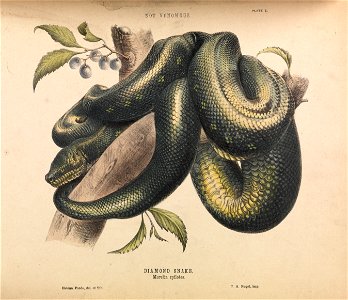 Helena Forde - Diamond Snake, Morelia spilotes - Google Art Project. Free illustration for personal and commercial use.