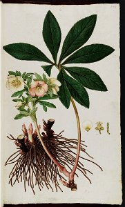 Hellebores officinalis (Bauer)