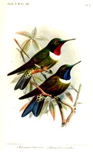 HeliangelusKeulemans