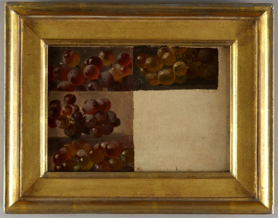 Helen R. Searle - Studies of Purple Grapes - 2013-92 - Princeton University Art Museum