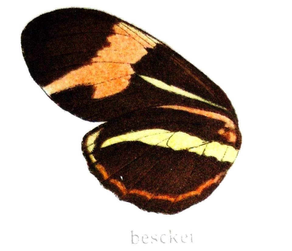 Heliconiusbesckei