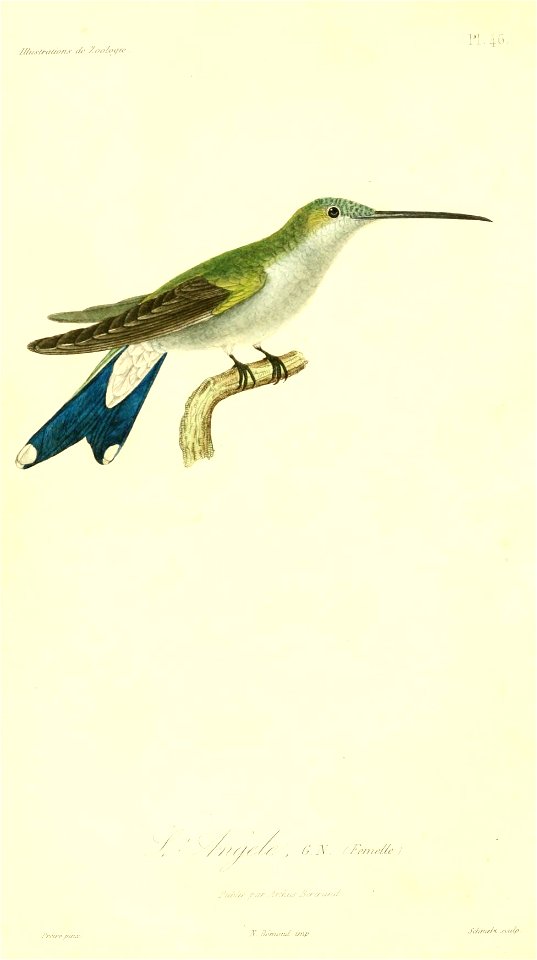 Heliangelus amethysticollis 1831 (femelle)