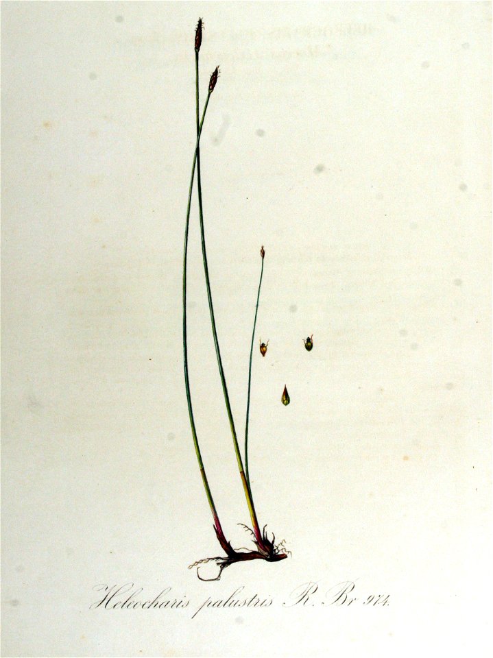 Heleocharis palustris — Flora Batava — Volume v13