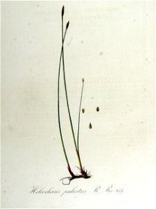 Heleocharis palustris — Flora Batava — Volume v13