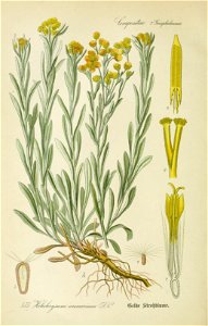 Helichrysum arenarium001