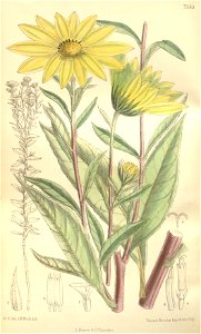 Helianthus giganteus - 001x