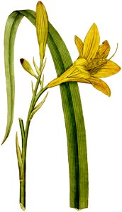 Hemerocallis flava 1787
