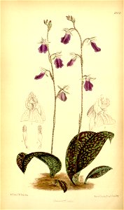 Hemipilia calophylla - Curtis' 113 (Ser. 3 no. 43) pl 6920 (1887)