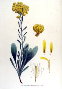Helichrysum arenarium — Flora Batava — Volume v15. Free illustration for personal and commercial use.