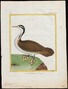 Heliornis fulica - 1700-1880 - Print - Iconographia Zoologica - Special Collections University of Amsterdam - UBA01 IZ17500249