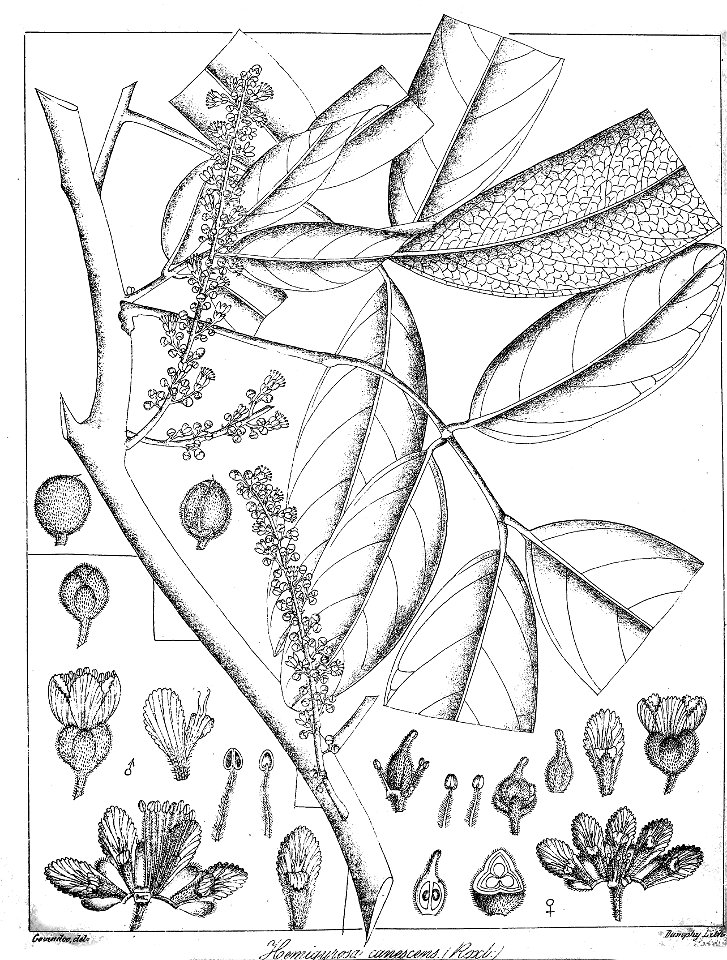 Hemigyrosa canescens Govindoo