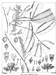 Hemigyrosa canescens Govindoo