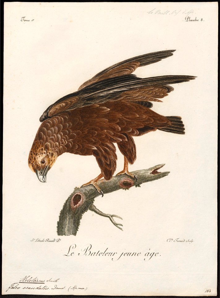 Helotarsus ecaudatus - 1796-1808 - Print - Iconographia Zoologica - Special Collections University of Amsterdam - UBA01 IZ18100345
