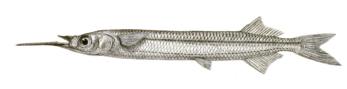 Hemiramphus xanthopterus Mintern 119