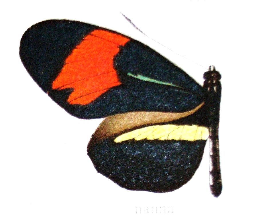 Heliconiusmelpomenenanna