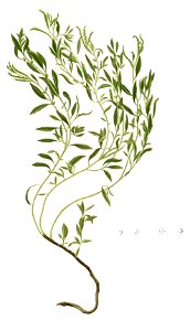 Heliotropium sp Blanco1.28-cropped