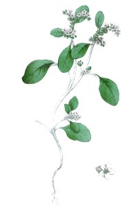 Heliotropium europaeum L ag1. Free illustration for personal and commercial use.