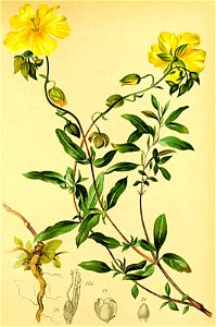 Helianthemum grandiflorum Atlas Alpenflora