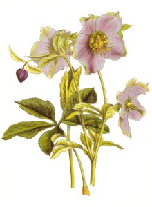 Helleborus atrorubens RHS