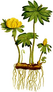 Helleborus hyemalis-1797