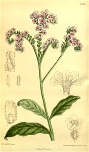 Heliotropium anchusaefolium 139-8480