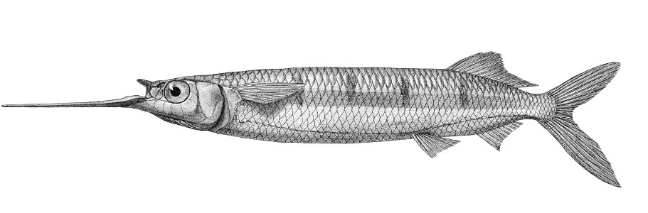 Hemiramphus far Mintern 120