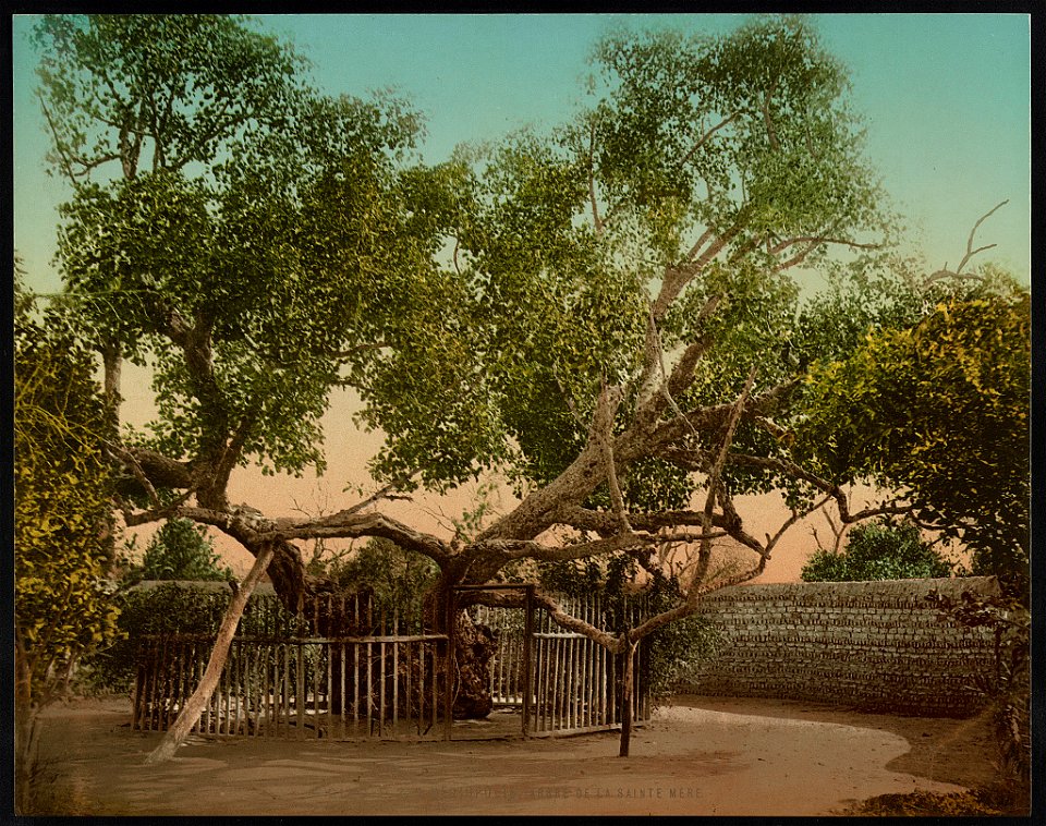 Heliopolis, arbre de la Sainte Mère LCCN2017656958