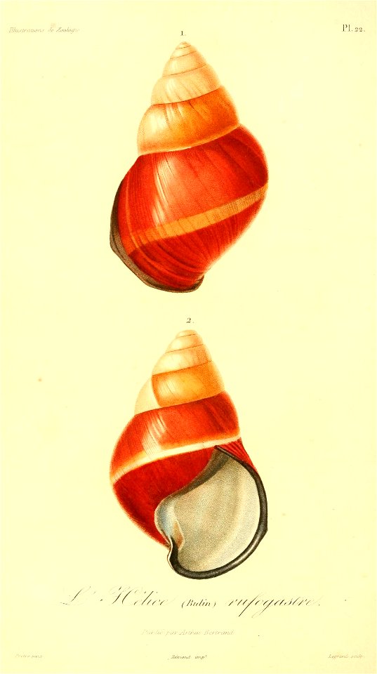 Helicostyla rufogaster 1831