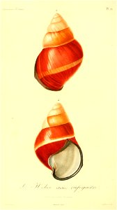 Helicostyla rufogaster 1831