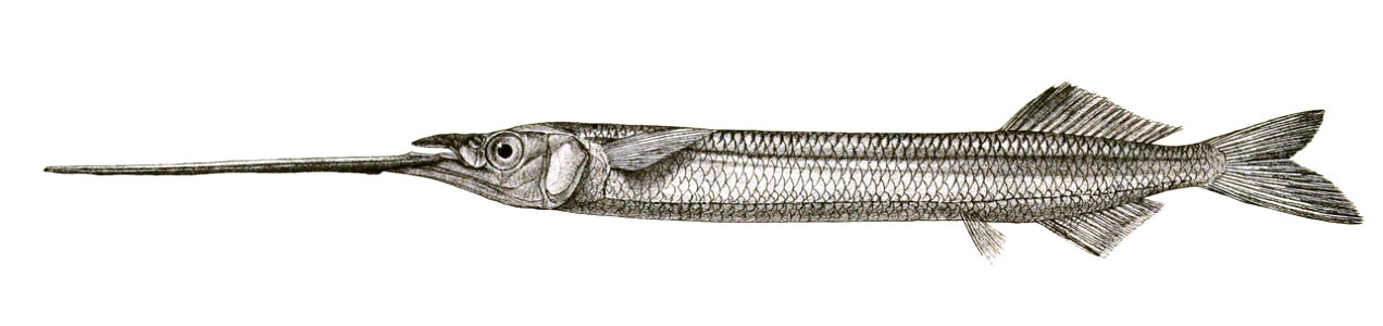 Hemiramphus cantori Mintern 119