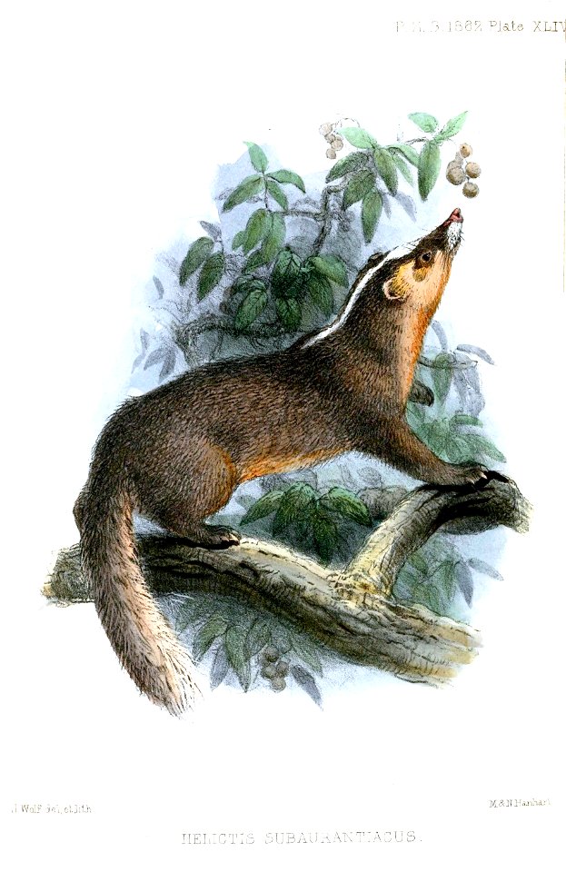 HelictisSubaurantiacusWolf