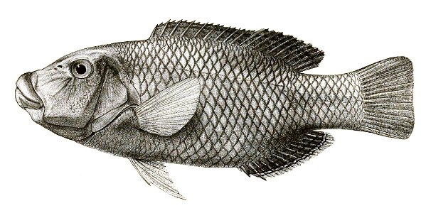 Hemigymnus melapterus Mintern 84