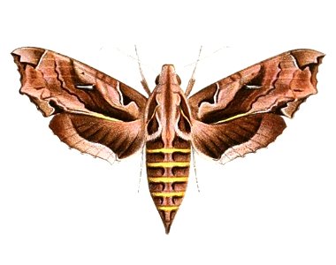 Hemeroplanes triptolemus 1894