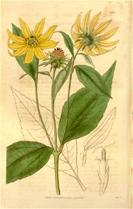 Helianthus decapetalus
